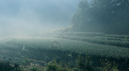 高山绿茶云雾茶园高清图片