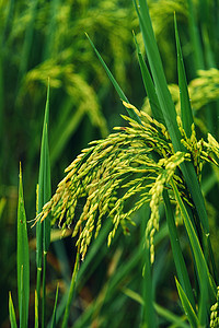 麦子成熟水稻麦穗稻田背景