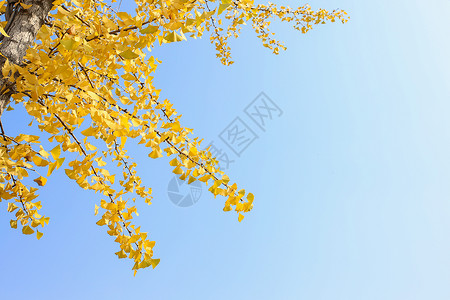 秋天蓝天下银杏叶背景图片