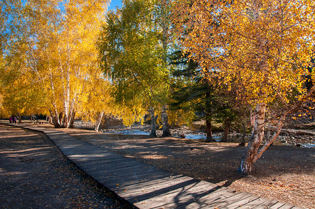 白桦树素材新疆可可托海金秋黄叶步道背景