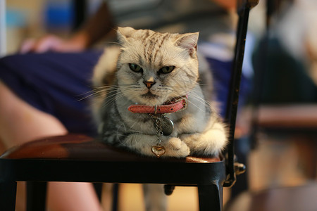 猫咪图案椅子猫背景