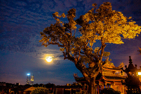 南方夜晚的树木背景图片