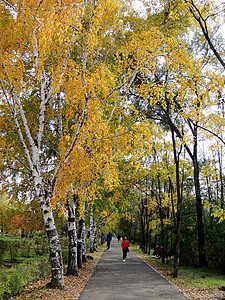 黑龙江森林植物园内秋景背景图片