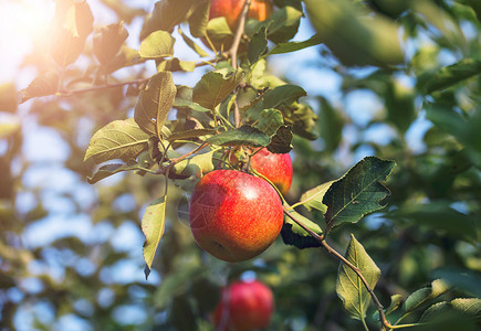 果树分会秋天阳光下的苹果树背景