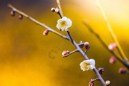 梦幻梅花素材白梅背景