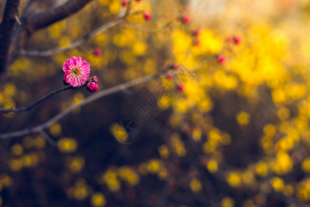 栀子花开素材梅花开背景