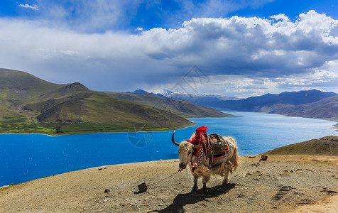 西藏白牦牛西藏羊左雍措湖美丽风光背景