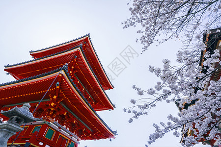京都清水寺樱花背景