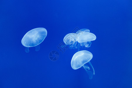 海洋生物水母海中的水母背景