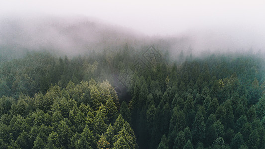 雾天迷雾森林背景