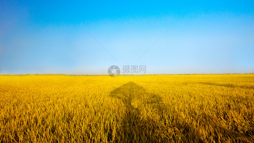 芒种时节的金色的稻田图片