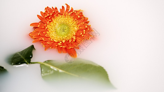 橙色简约花朵牛奶中的菊花背景