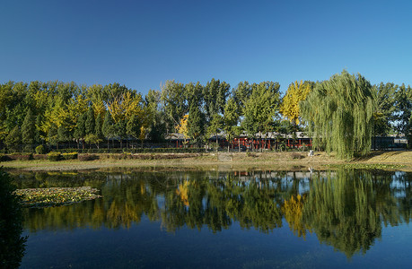 娃娃骑鱼秋天的公园背景