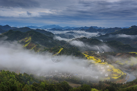 春季金色的油菜花田背景图片