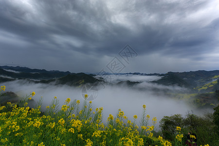 春季金色的油菜花田图片