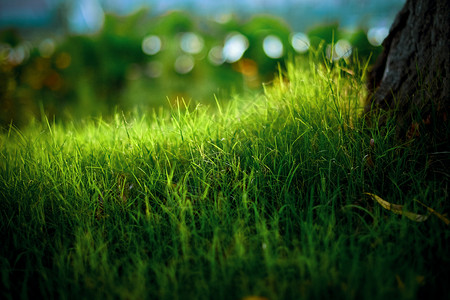 超清绿色养眼清晨的小草背景