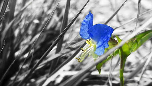 枯草里的蓝花图片