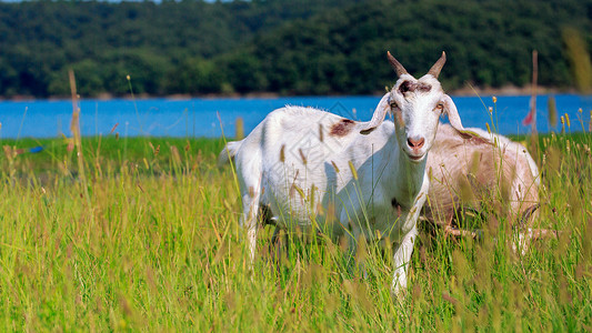 羊角花草原上的羚羊背景