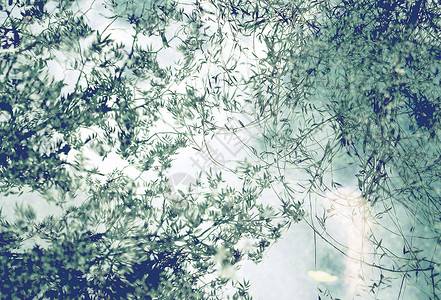 柳树背景自然杂志高清图片