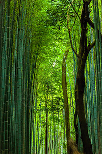 日本京都岚山天龙寺竹林背景