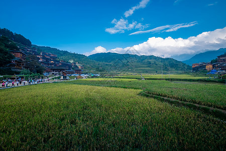 播谷稻贵州西江千户苗寨风景背景