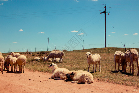 内蒙古绵羊草原上的绵羊背景