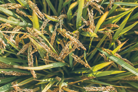 秋天成熟的水稻背景图片