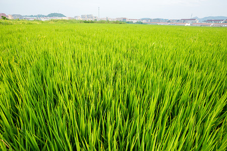 谷子丰收稻田背景