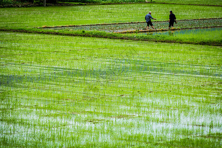 大米生产春天播种插秧的农民背景