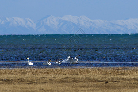 大天鹅青海湖大天鹅高清图片