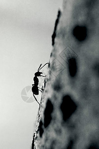 世界蚂蚁素材坚韧不拔的蚂蚁背景