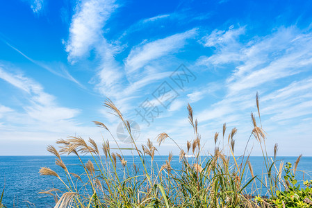 韩国济州岛龙头岩海滨背景图片