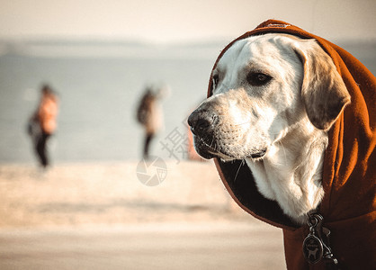 拉布多犬凝视前方的阿布拉多背景