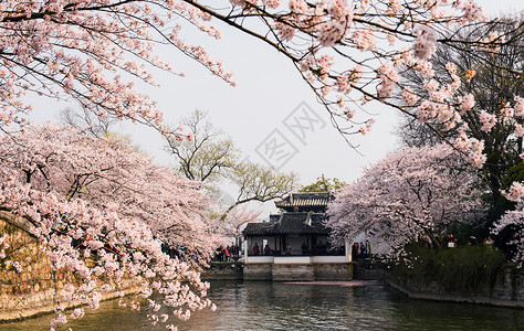 粉红色的樱花花草树木背景