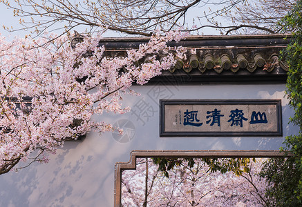 粉红色的樱花无锡鼋头渚樱花盛开背景