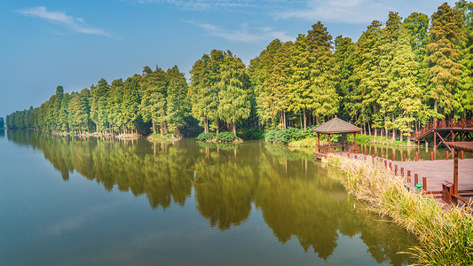 江苏兴化李中水上森林公园背景