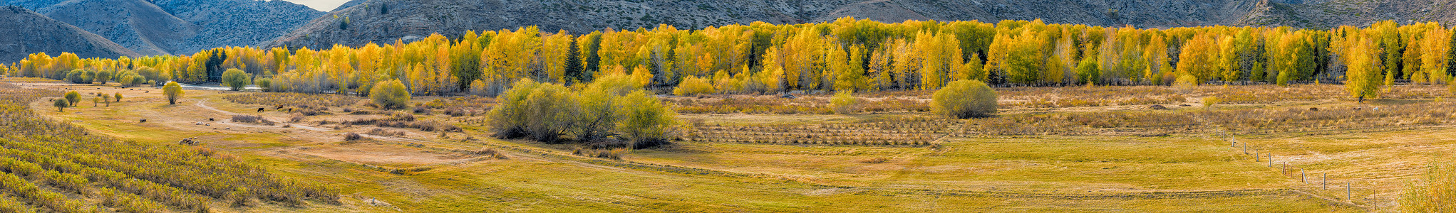 金色树素材北疆金秋草原白桦林全景背景
