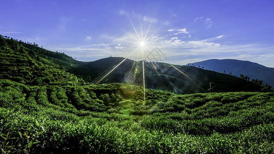 白天太阳阳光照耀山茶园背景