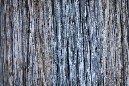 纹树的素材老树的木纹背景