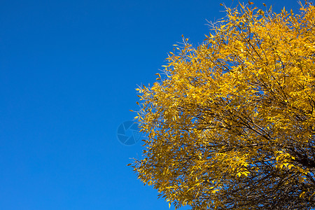 蓝天下的树叶背景图片