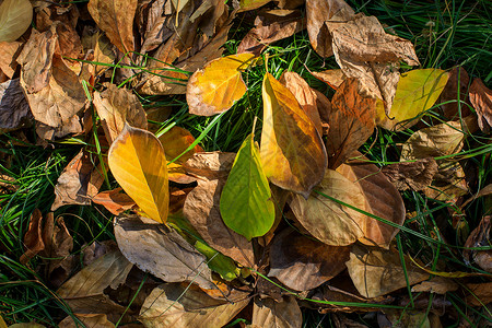 深秋的落叶背景图片