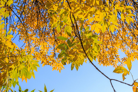 深秋泛黄的树叶图片