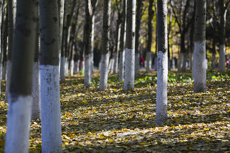 深秋树林里满是落叶图片