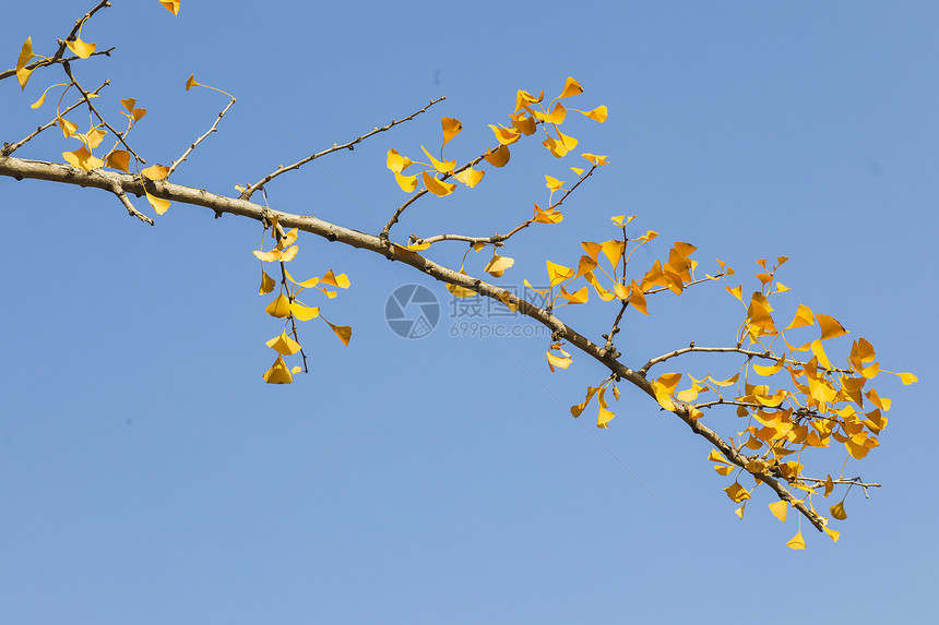 深秋的杏叶图片