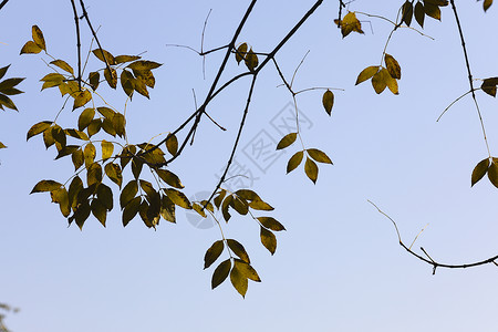 树叶留白简约背景图片