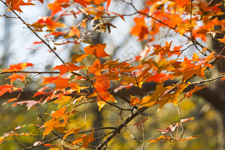 深秋的红枫背景图片