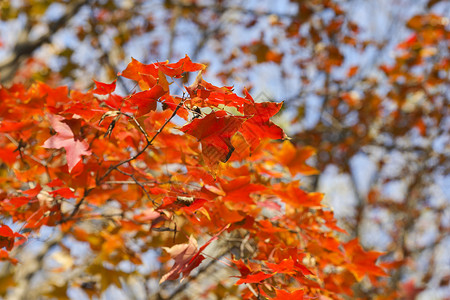 深秋的红枫背景图片