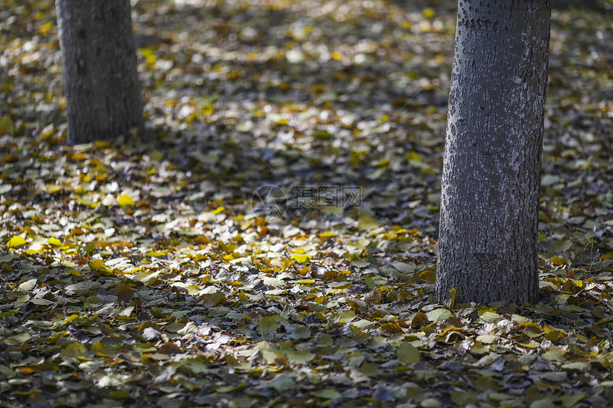 秋天森林里落叶满地图片
