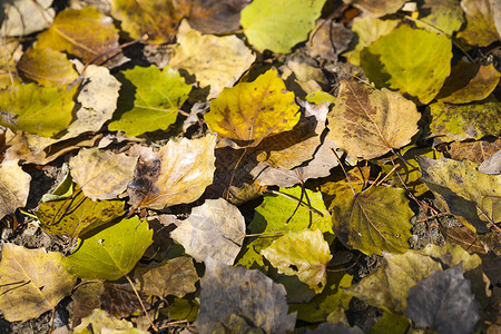 秋天森林里落叶满地高清图片