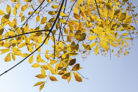 黄色小树叶剪影树叶留白简约背景